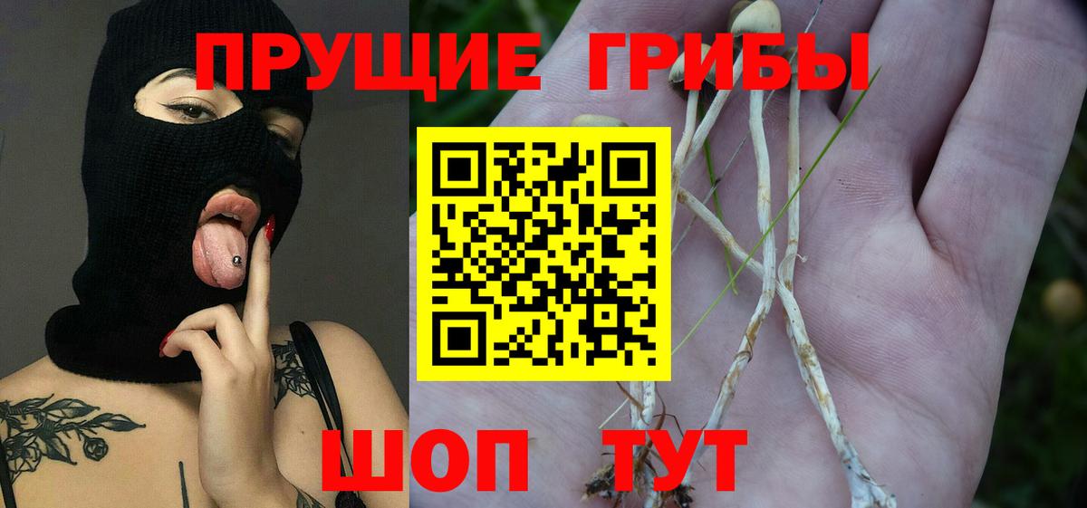 Луга  Псилоцибиновые грибы Psilocybe  Галлюциногенные грибы Psilocybe  Вход с VPN 