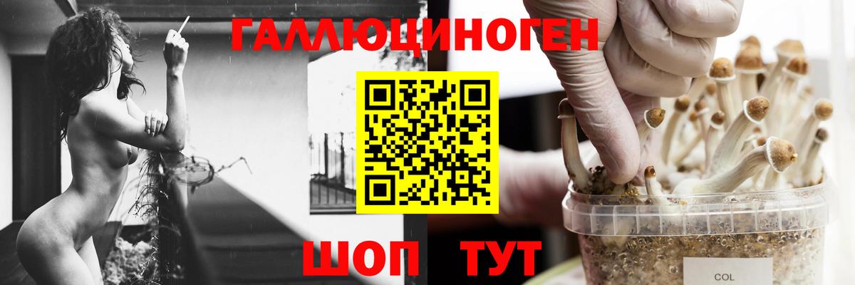 Псилоцибиновые грибы GOLDEN TEACHER Луга